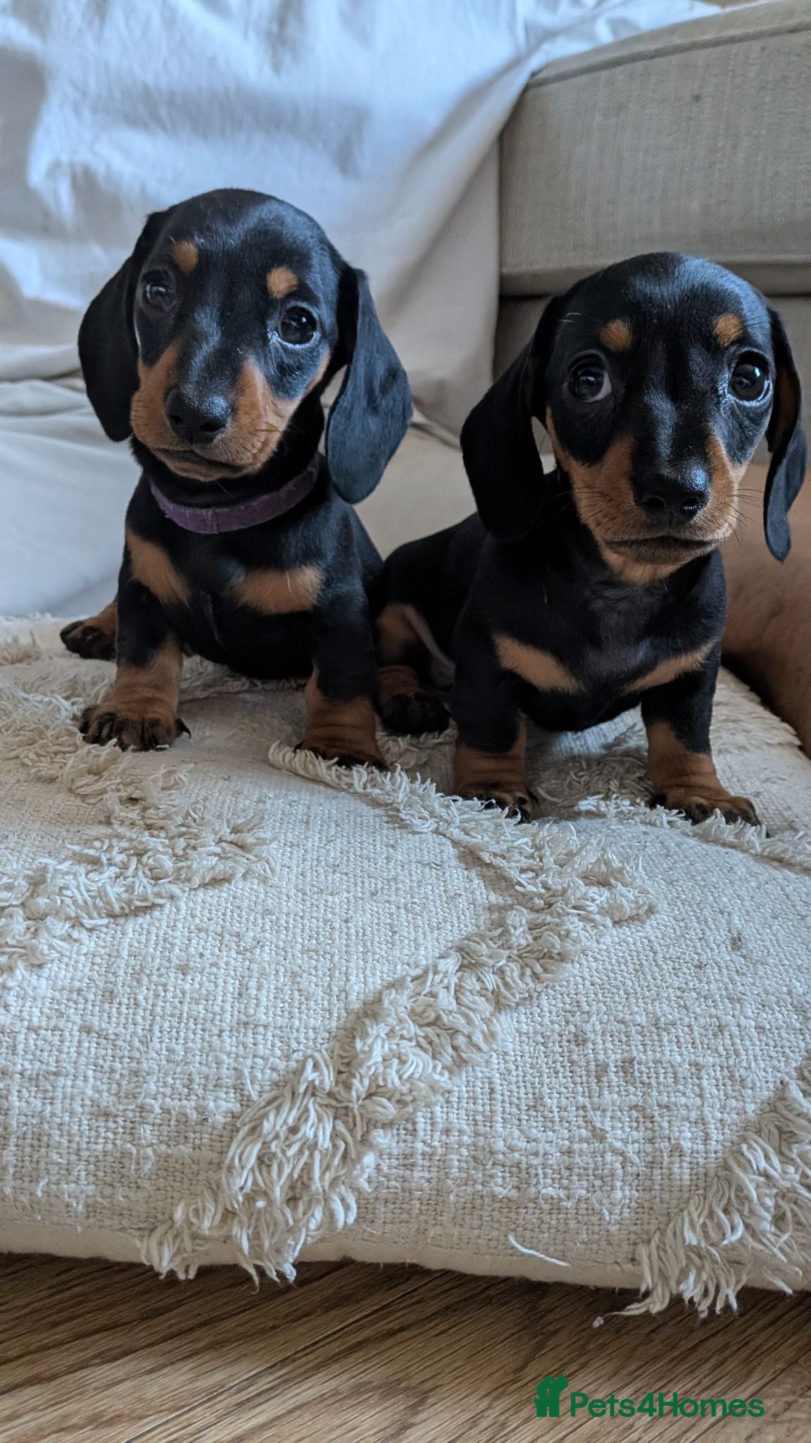 Miniature Dachshund dogs KC Registered miniature dachshund Puppies  - Advert 2