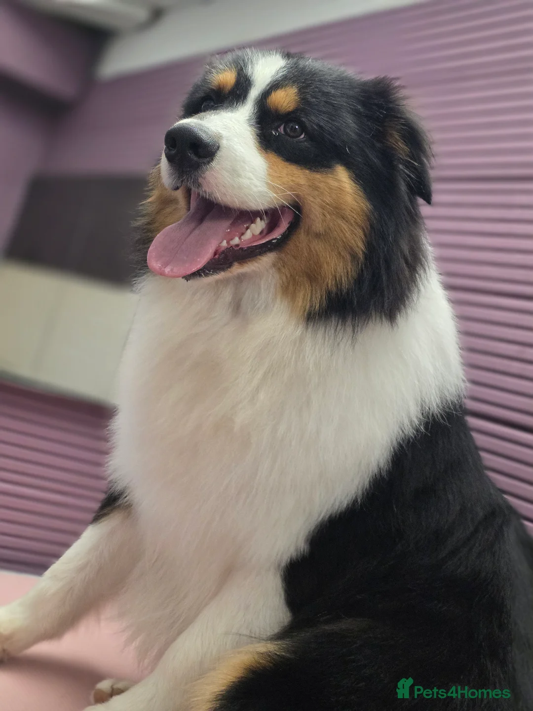 Australian Shepherd dogs for stud: Proven Australian Shepherd Stud - Advert 3