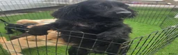Cocker Spaniel dogs for sale: Amazing Working type Cocker Spaniels - Advert 19