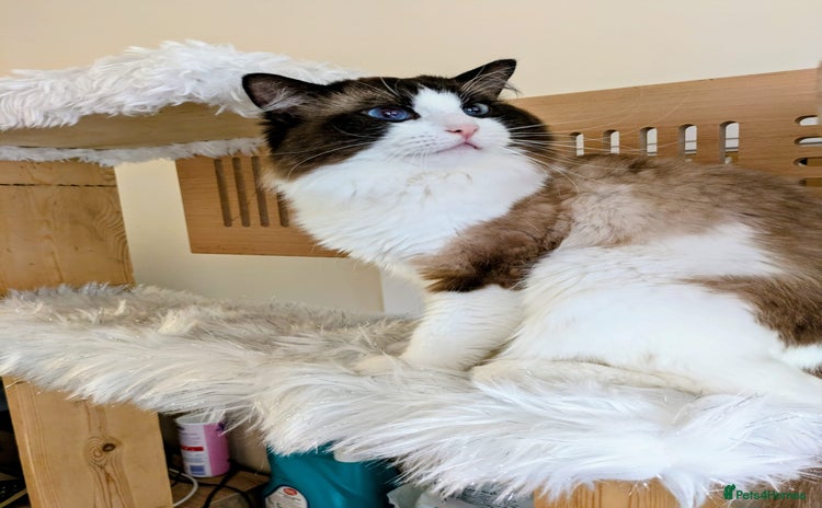 Ragdoll cats - Advert 12