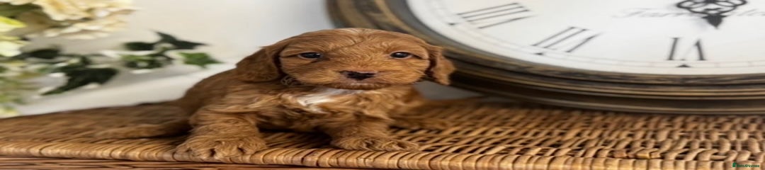 Cavapoo Puppy 2