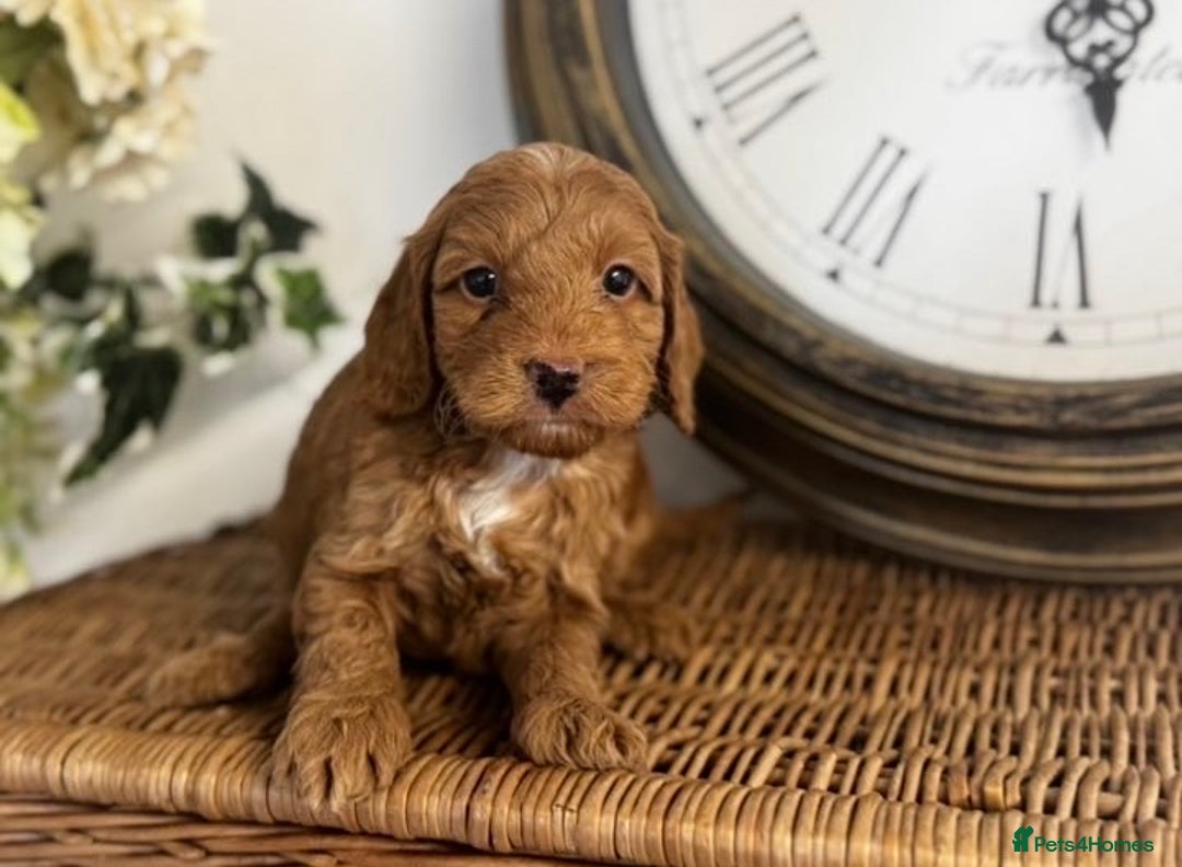 Cavapoo dogs for sale: Stunning F1b mini cavapoos  - Image 2