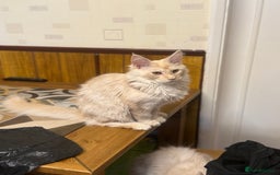 Maine Coon cats for sale: Maine Coon Gccf in Boston - Image 28