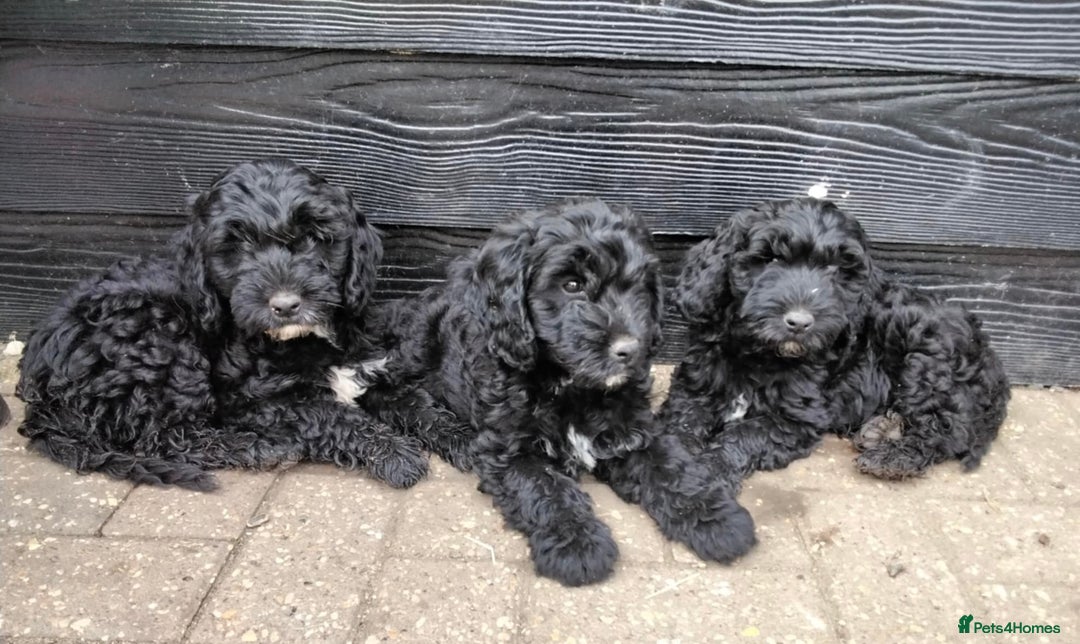 Cockapoo dogs for sale: Stunning litter of F1 Cockapoos - Image 1