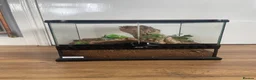 Spiders invertebrates for sale: Striped Knee Tarantula   in Melton Constable - Advert 3
