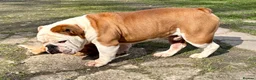 English Bulldog dogs for stud: KC HEALTH TESTED BULLDOG - Advert 4