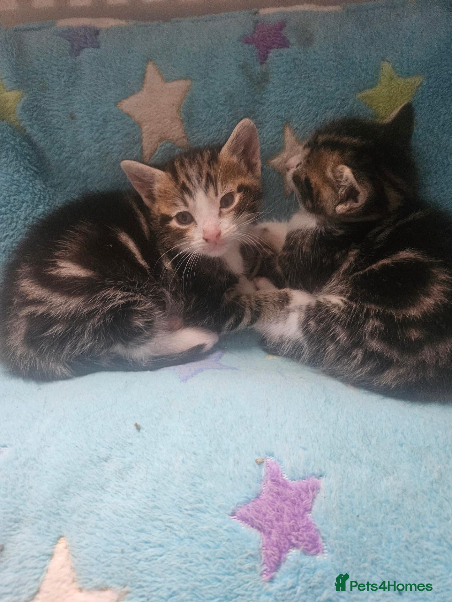 British Shorthair cats 2 adorable male tabby kittens - Advert 1