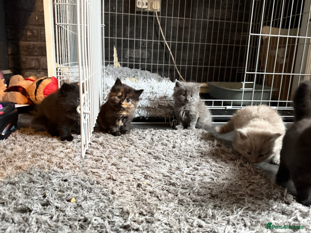 Mixed Breed cats for sale: 5 kittens  - Advert 2