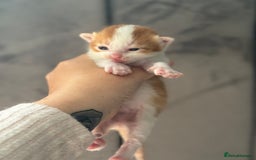 Mixed Breed cats for sale: Beautiful Kittens READY NOW - Image 13