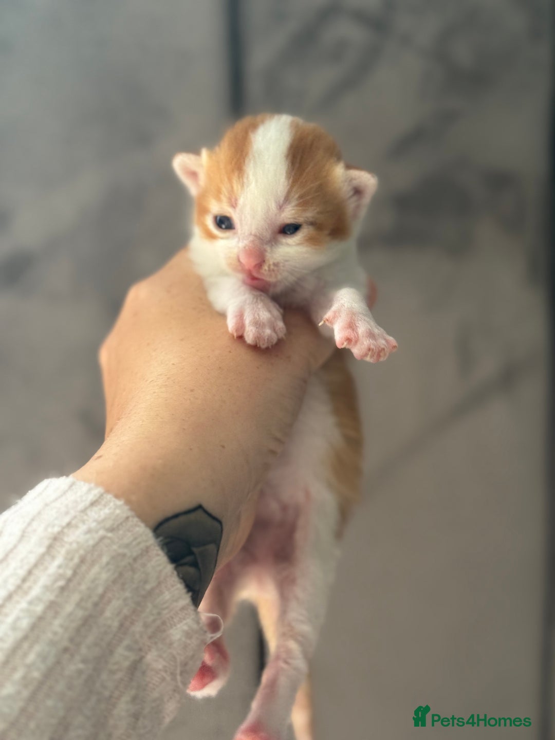Mixed Breed cats for sale: Beautiful Kittens READY NOW - Image 13