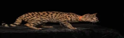 Savannah cats for sale: 🏵️ WORLDS BEST LINES 🏵️ Savannah F2 & F3 Kittens - Advert 22