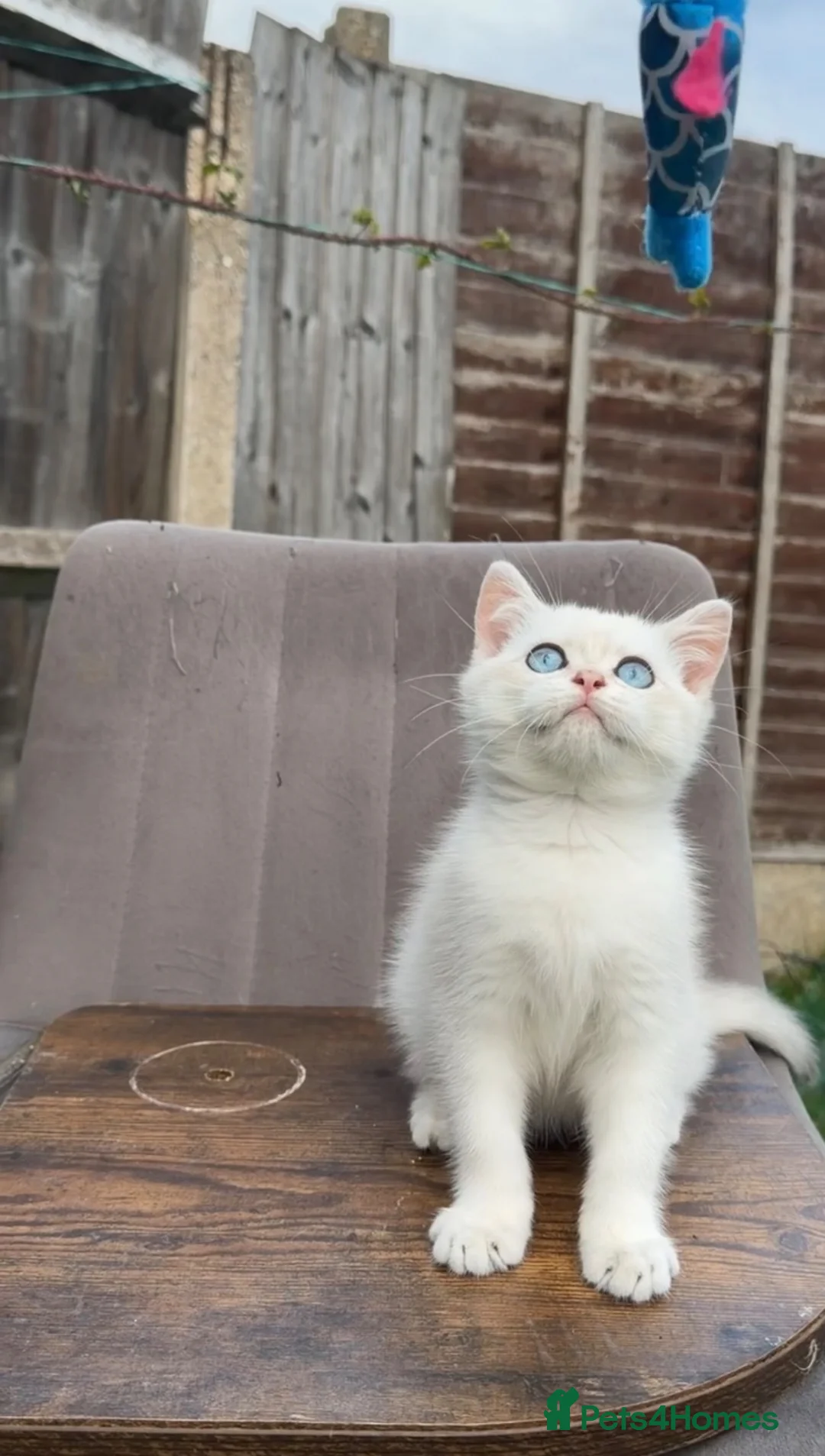 British Shorthair cats for sale: British Shorthair - Advert 1