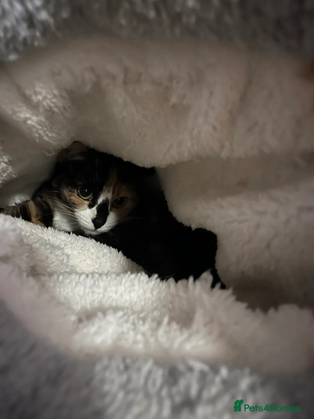 Domestic Shorthair cats for sale: Calico cats mum and daughter  in Peterborough - Advert 2