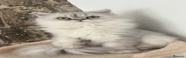Pixel
