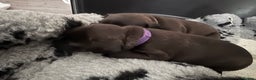 Staffordshire Bull Terrier dogs for sale: KC Staffordshire bull terrier puppies  - Advert 19