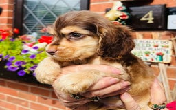Cocker Spaniel dogs for sale: lyncham cocker spaniels - Image 1