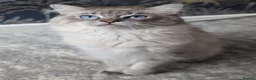Ragdoll cats for sale: Ragdoll kittens - Advert 7