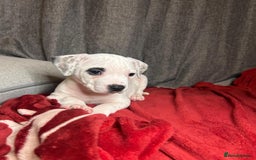 American Bulldog dogs for sale: American Bulldog - Image 3