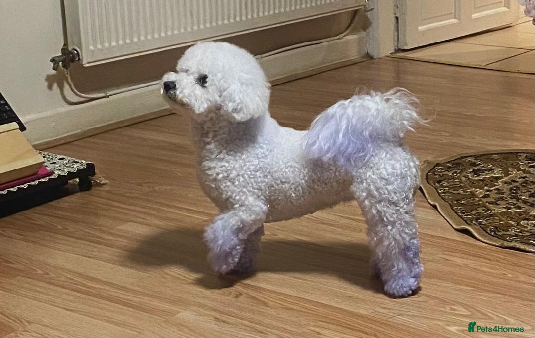 Bichon Frise dogs for sale: Bichon Frisee puppies looking for a loving home - Advert 5
