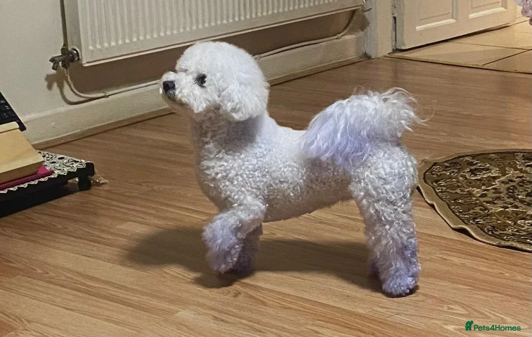 Bichon Frise dogs for sale: Bichon Frisee looking for a loving home - Advert 2