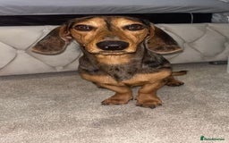 Miniature Dachshund dogs for stud: Our beautiful boy up for stud  - Image 2