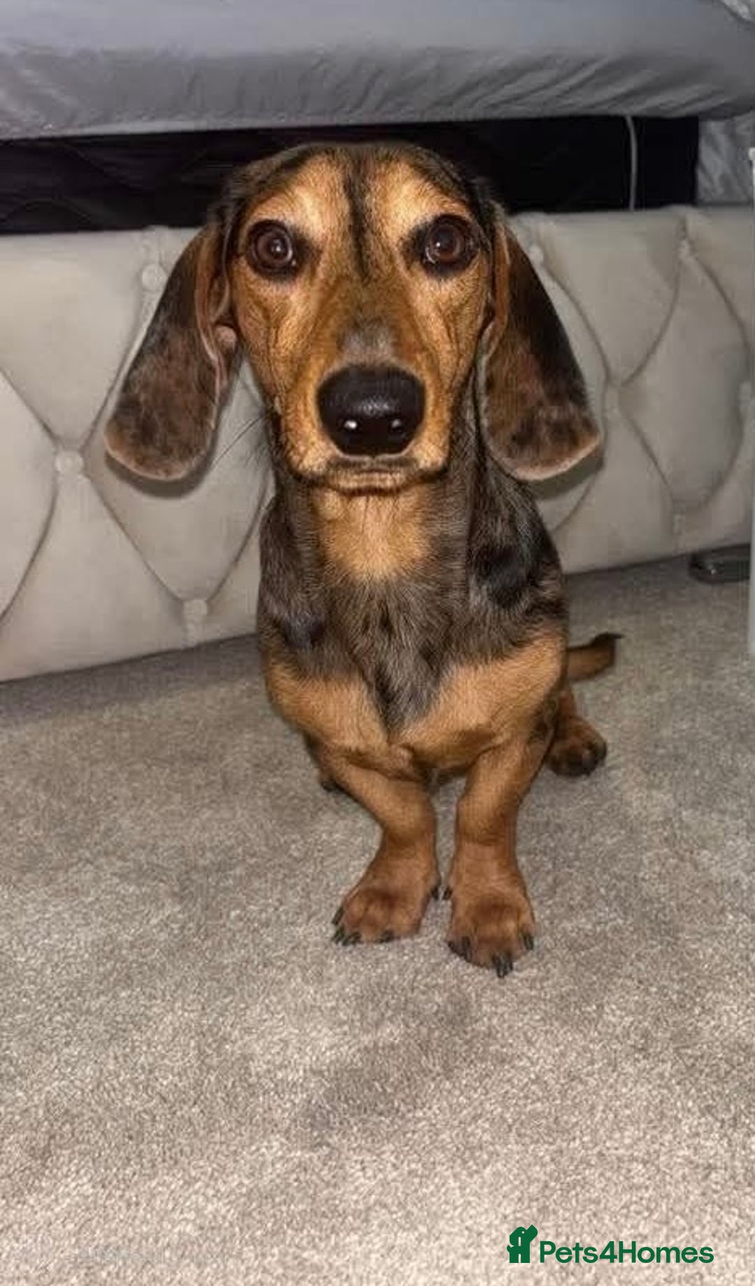 Miniature Dachshund dogs for stud: Our beautiful boy up for stud  - Image 2
