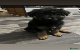German Shepherd dogs for sale: Beautiful black/tan German shepherd pups for sale  - Image 7