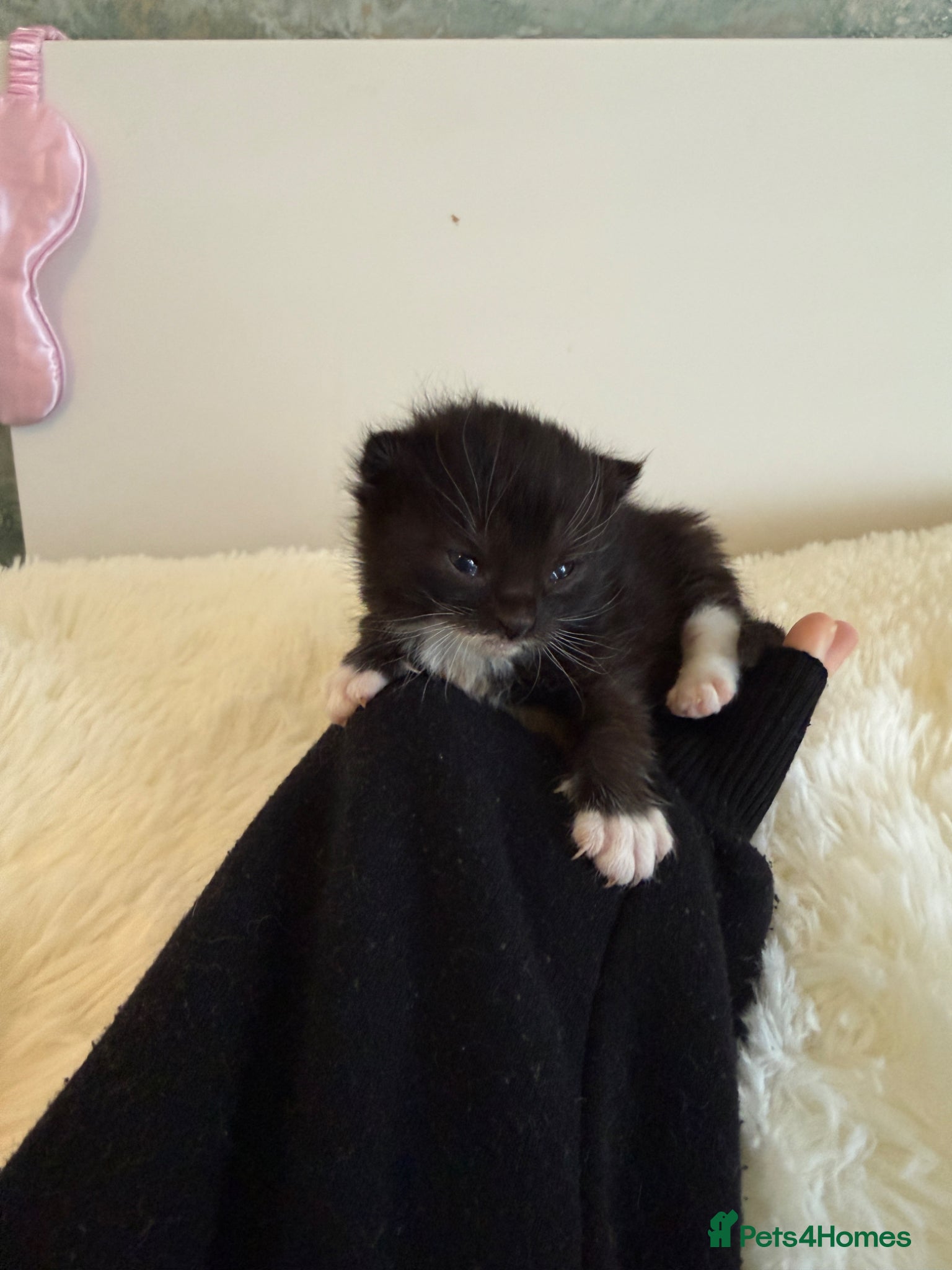 Mixed Breed cats Mixed fluffy maincoon kittens  - Advert 6