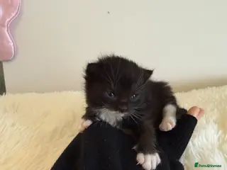 Mixed Breed cats Mixed fluffy maincoon kittens - Advert 6