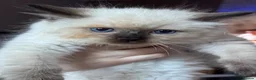 Ragdoll cats for sale: Ragkins Registered pedigree Ragdoll kittens  in Derby - Advert 28