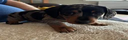 Miniature Dachshund dogs for sale: Gorgeous Litter of Miniature Dachshund Puppies - Advert 15