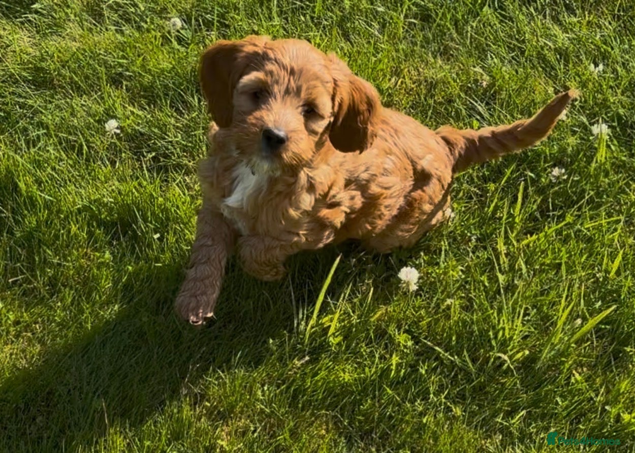 Australian Labradoodle dogs Fully health tested Australian Labradoodle puppies - Advert 14