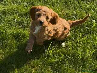 Australian Labradoodle dogs Mini Australian Labradoodle, last beautiful girl. - Advert 2