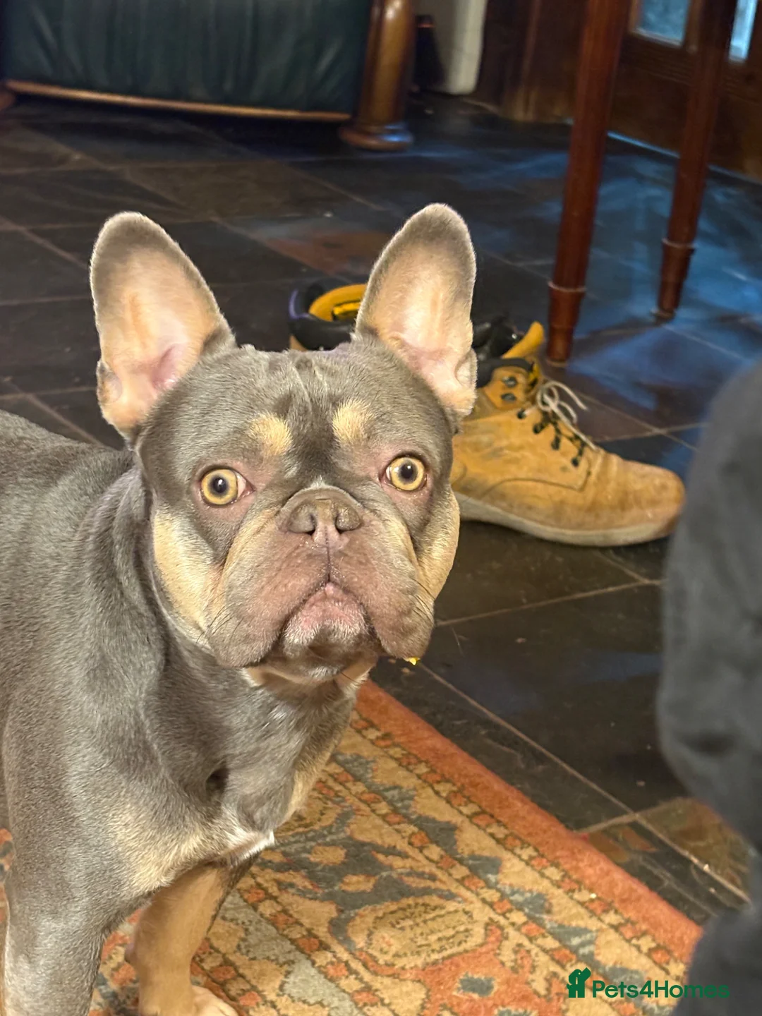 French Bulldog dogs for sale: French Bulldog Puppies - Advert 2