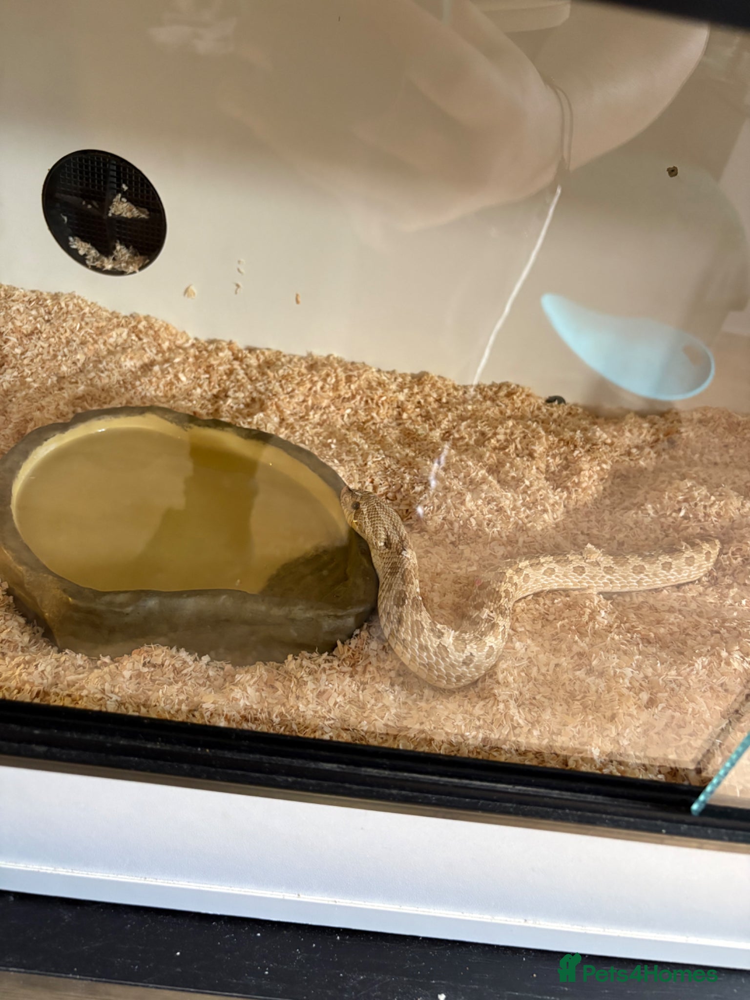 Snake reptiles Hognose female with full NEW setup - Advert 2