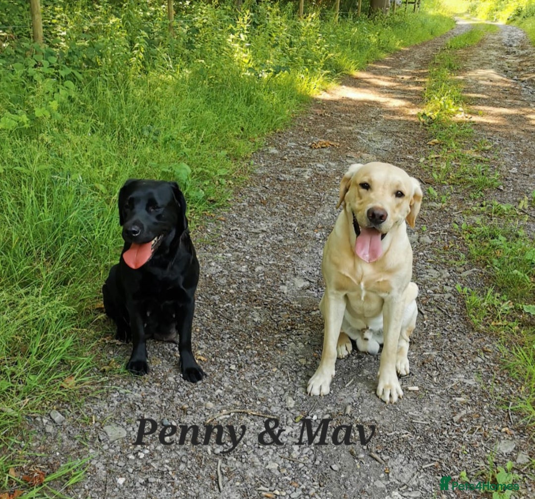 Labrador Retriever dogs for sale: 🐾 Labrador Puppies – Ready Early January 🐾 - Advert 33