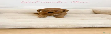 Cavapoo 7