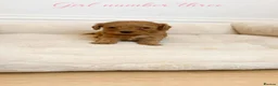 Cavapoo dogs for sale: F1 cavapoo pups  in Durham - Advert 3