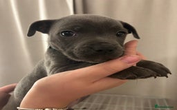 Staffordshire Bull Terrier dogs for sale: Stunning pure blue staffies - Image 5