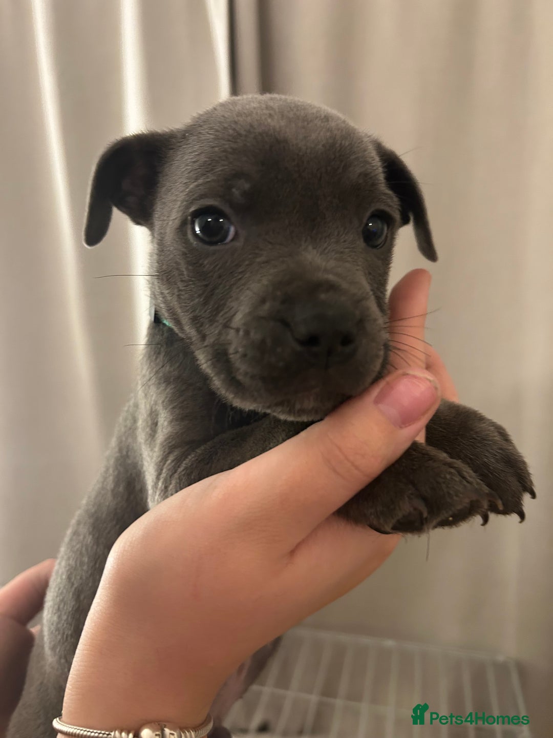 Staffordshire Bull Terrier dogs for sale: Stunning pure blue staffies - Image 5