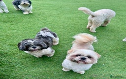 Shih Tzu dogs for sale: Shih Tzu Puppies - Image 4
