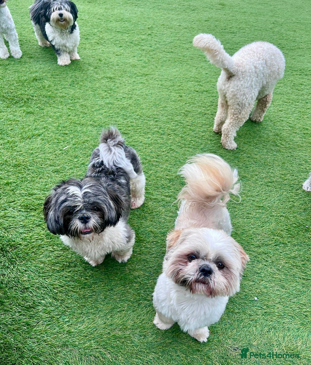 Shih Tzu dogs for sale: Shih Tzu Puppies - Image 4