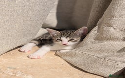 British Shorthair cats for sale: 4 adorable 9 week old kittens for sale - Image 12