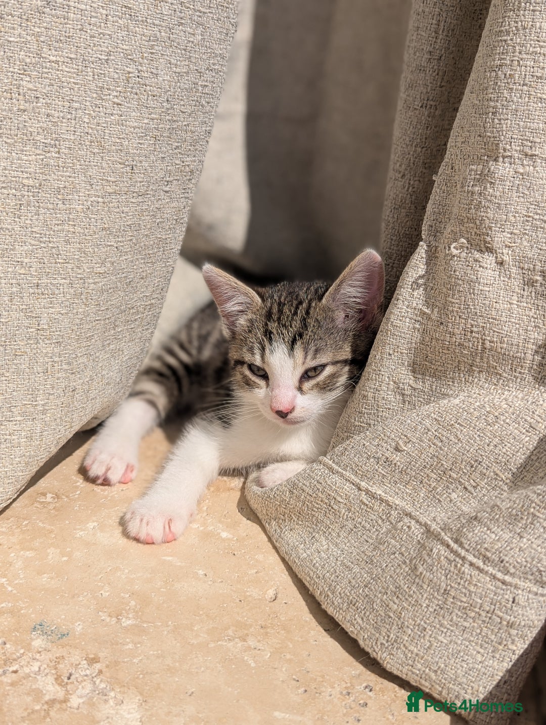 British Shorthair cats for sale: 4 adorable 9 week old kittens for sale - Image 12