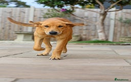 Mixed Breed dogs for adoption: Soft sweet Sophia - Image 10
