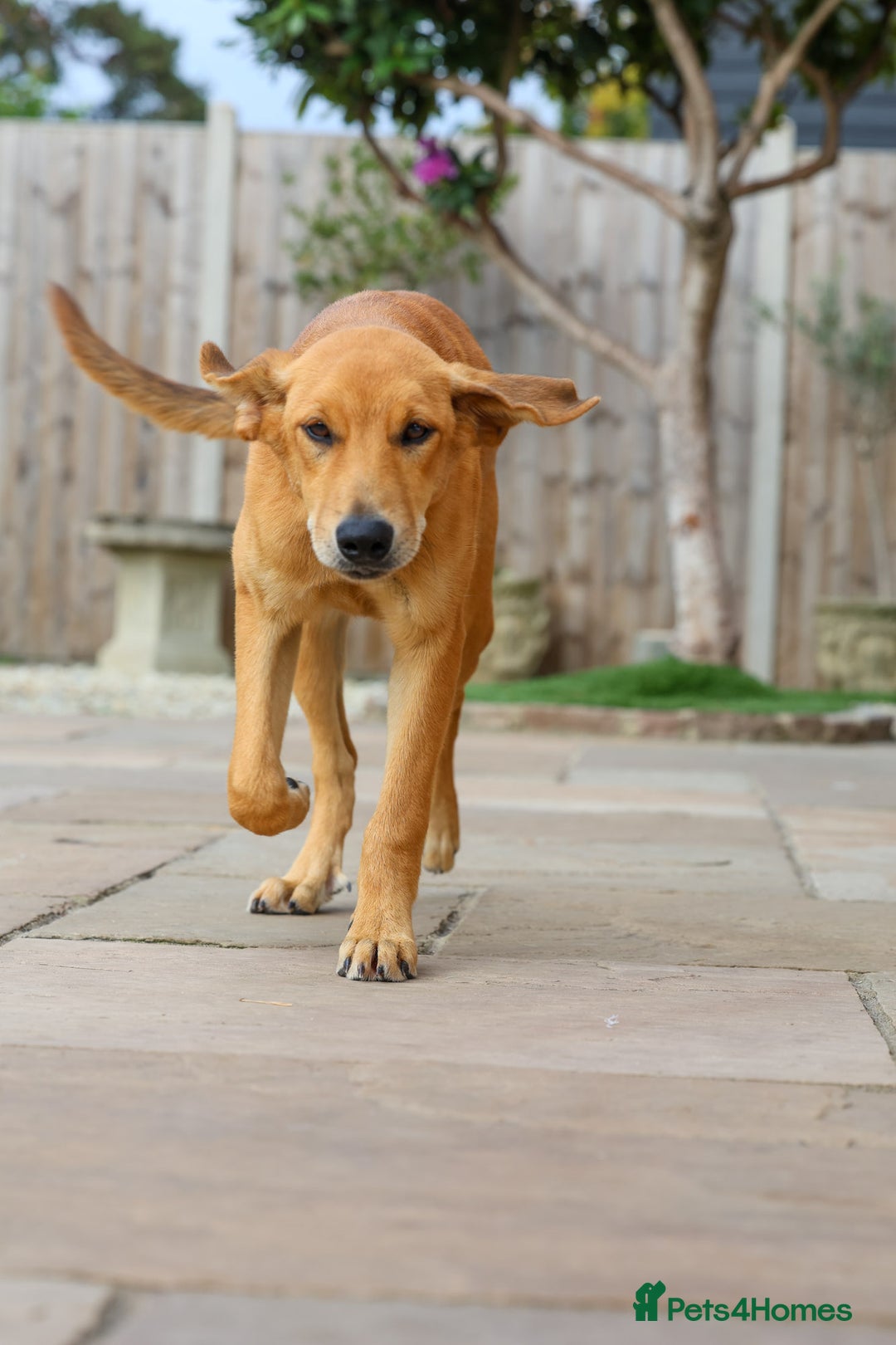 Mixed Breed dogs for adoption: Soft sweet Sophia - Image 10
