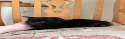 Mixed Breed cats for sale: 4 kittens for sale  - Advert 13