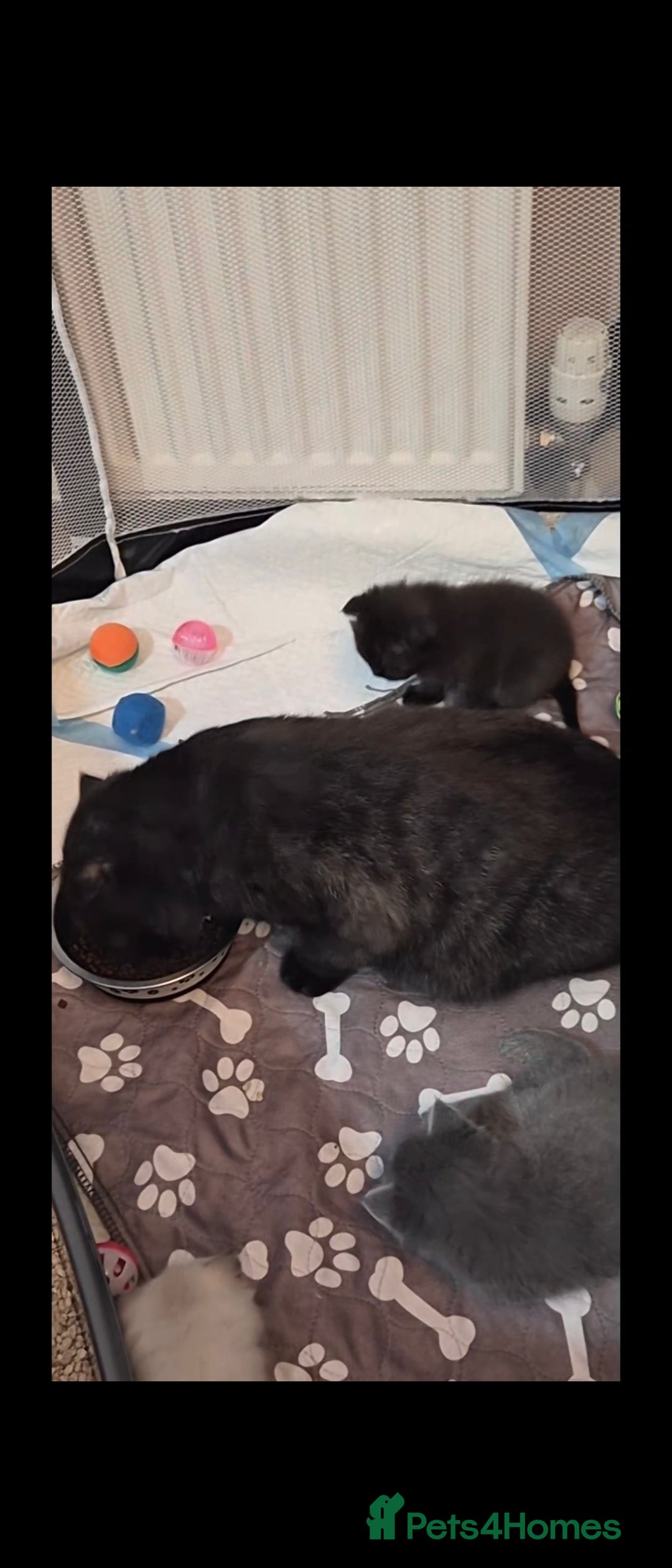 Scottish Fold cats for sale: Scottish fold x Siamese  - Image 11