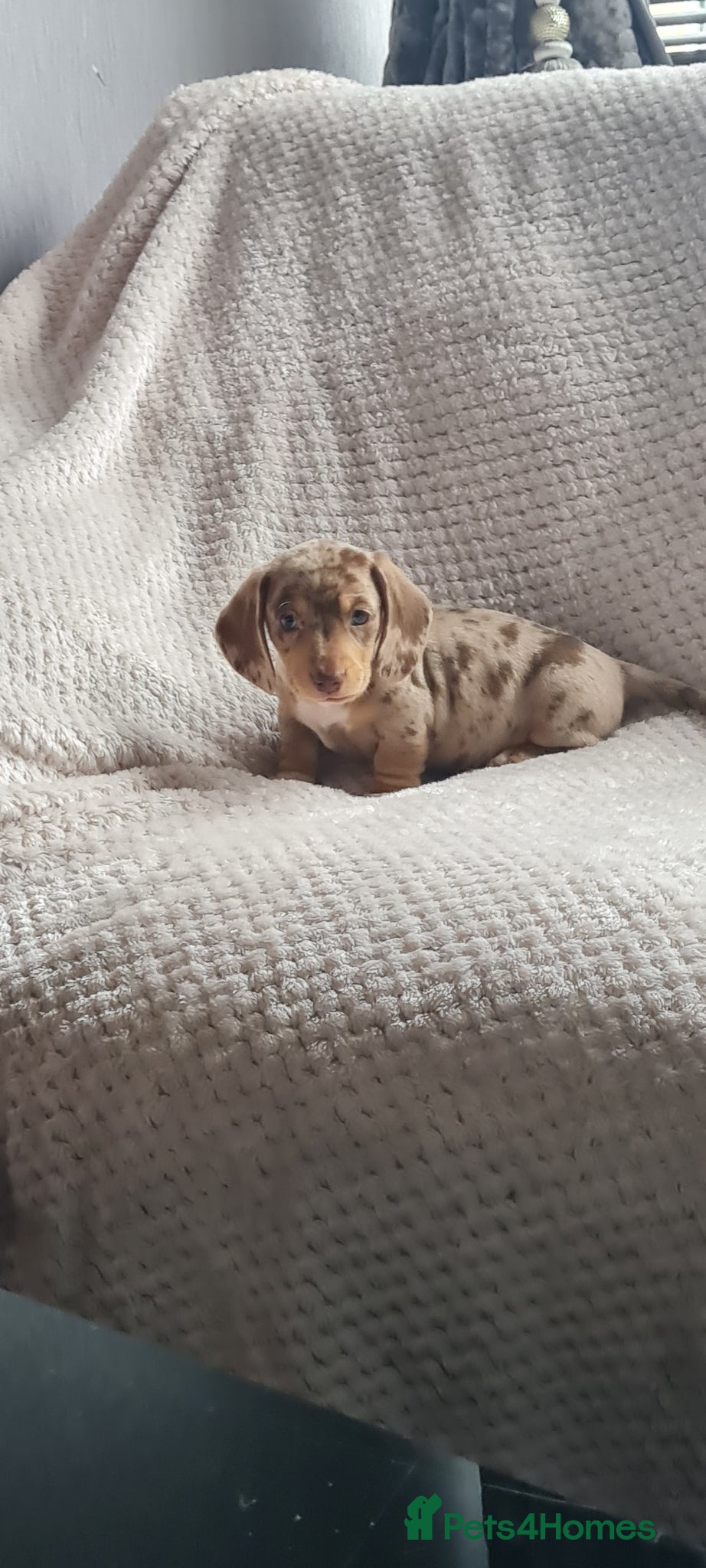 Dachshund dogs Kc paperd miniature dachshund puppies for sale - Advert 1