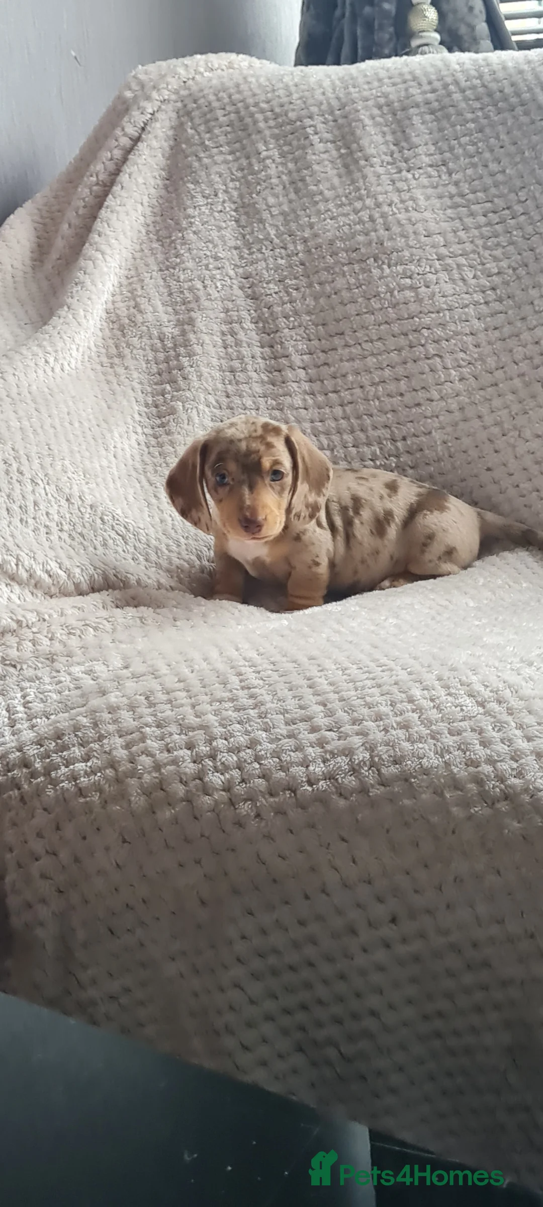 Dachshund dogs for sale: Kc paperd miniature dachshund puppies for sale - Advert 1